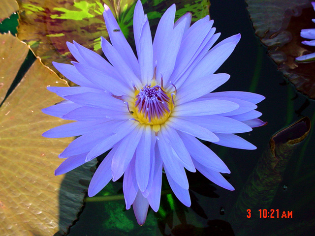 N-Blue Daisy